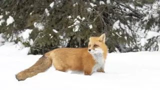 Морозы до 38 градусов на юге: погода в Казахстане на 14 декабря