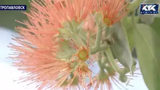 Диковинная похутукава впервые расцвела в Петропавловске