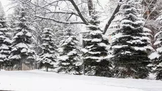 Штраф и лишение свободы: МВД просит казахстанцев сообщать о нарушителях