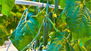 В СКО зимой собирают первый урожай огурцов в новой теплице