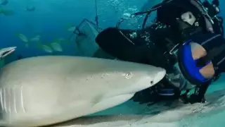 "Такие же, как собаки": дайвер рассказал о необычной дружбе с тигровой акулой