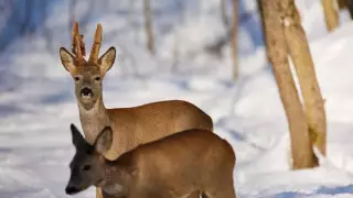 Водителей предупредили о нашествии косуль на севере Казахстана