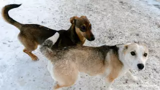 Былтыр бір бала көз жұмды. Ақтөбеде бұралқы иттер малға шабуыл жасап жатыр