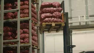 Предприятие из Акмолинской области обеспечивает Казахстан свежими овощами круглый год