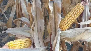 "Жүгері орылмай қалды". Алматы облысында шаруалар шығынға батты