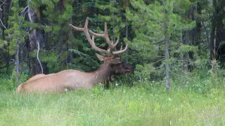 Болезнь оленей-зомби в США может распространиться на людей - ученые