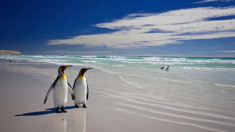 Фолклендские острова. Фото: depositphotos.com