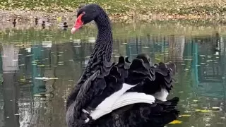 Алматинский зоопарк обратился к горожанам с необычной просьбой