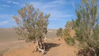 Миллион гектаров саксаулового леса: министерство сделало заявление о дне Арала