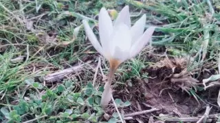 Подснежники расцвели в январе в Туркестанской области