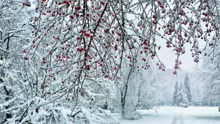 +17 и снегопад: погода в Казахстане на сегодня