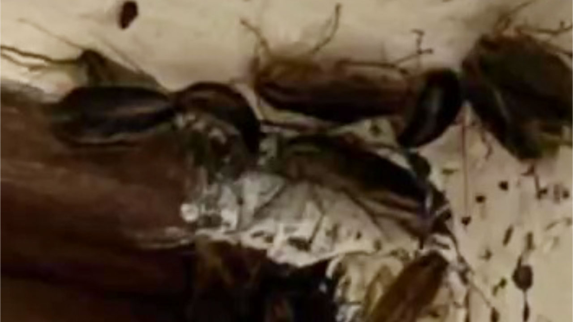 Кучу тараканов обнаружили в одной из школ Астаны: видео