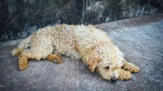 В Аркалыке отстреливали и добивали ногами умирающих собак