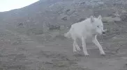 Очень редкий белый волк попал в фотоловушку в Мангистауской области