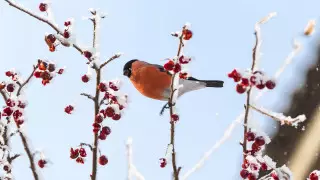 33-градусные морозы и туман: погода в Казахстане на сегодня