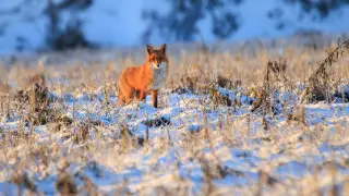 30-градусные морозы отступают? Погода в Казахстане на сегодня