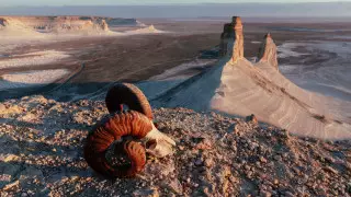 Редкий зверь попал в фотоловушку в Мангистау