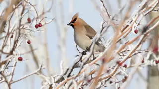 Туманы и морозы до 32 градусов: погода в Казахстане на сегодня