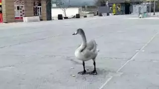 Исчез бесследно: одинокого лебедя ищут в Актау