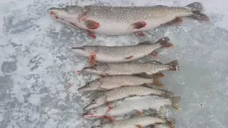 "Бөшкелеп аулап жатыр". Қорғалжын көлінде балық мүлде таусылып қалу қаупі бар