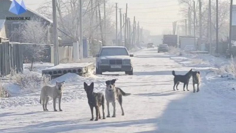 ©️ instagram/sinegor.kz