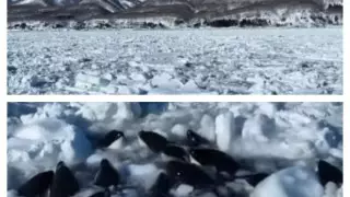 Десятки косаток застряли во льдах у побережья Японии