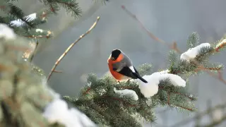 Когда закончатся бураны в Казахстане