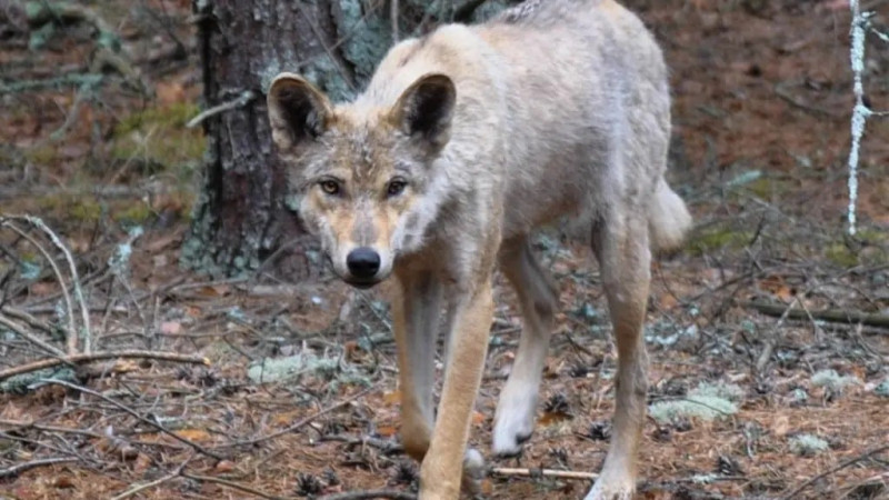 Фото ©X/CaraNLove