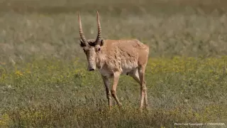 Отстрел сайгаков остановили в Казахстане