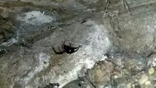 Смертельно ядовитые пауки появились в Актау