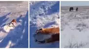 Табун лошадей замерз возле села в Актюбинской области