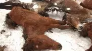 "Құрық ұстап қалатын шығармыз". Ақмолада жылқы жаппай қырылып жатыр