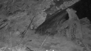 Любопытный снежный барс попал на видео в ВКО