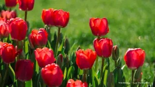 Как отдыхаем в марте 2024 года: календарь праздников