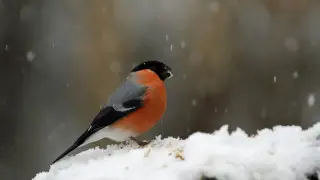 Морозы до 45 градусов: погода в Казахстане на сегодня, 20 февраля