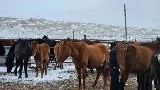 Четыре села в Карагандинской области закрыли на карантин из-за опасной инфекции