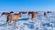 Лошади массово гибнут от голода в Акмолинской области