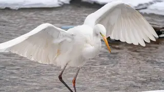 Краснокнижную цаплю убили на озере Сайран в Алматы