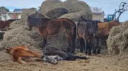 "Нет владельцев, не заготовили корма": в Акмолинской области выясняли причины падежа лошадей