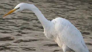 Обстоятельства гибели краснокнижной цапли на озере Сайран выясняют в полиции