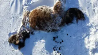 Павлодар облысында жылқы қырылып жатыр