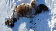 Павлодар облысында жылқы қырылып жатыр