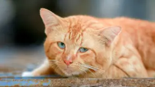 Казахстанку наказали за издевательство над кошкой