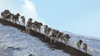 Американцу грозит срок за эксперименты с выведением гибрида архара из Кыргызстана