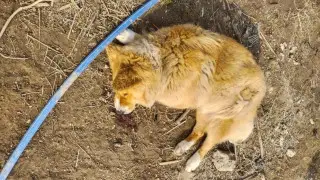 "Мертвые собаки по всему поселку": казахстанцев пугает ситуация с отловом