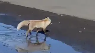 "Заблудилась в городе": лису сняли на видео в Уральске