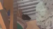 Крыс сняли на видео в детском саду Алматы