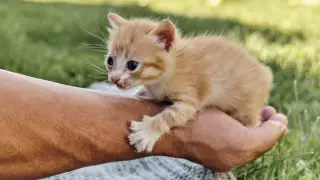 Почему песня "Можно я с тобой?" AP$ENT стала гимном спасения животных