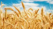 В Казахстане сократят посевы пшеницы