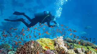 Названы лучшие направления для дайвинга в мире